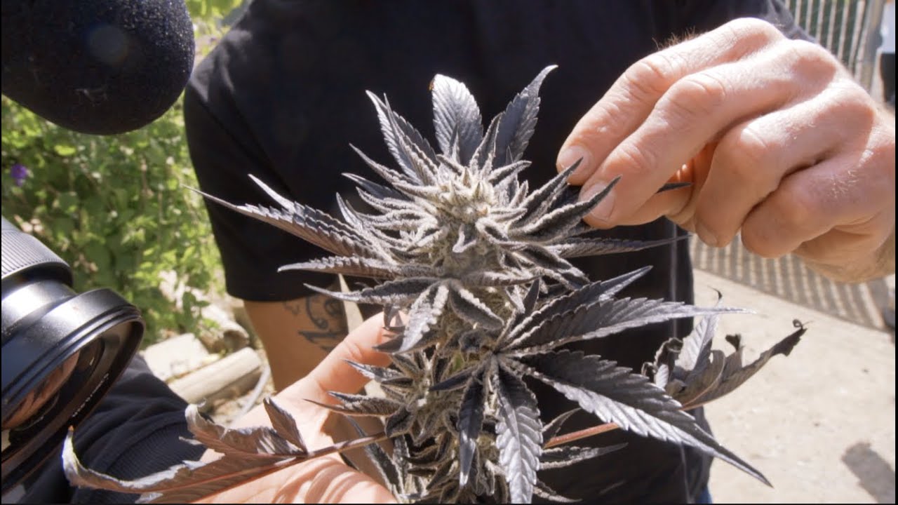 WEED GROW TOUR w/ PinePark
