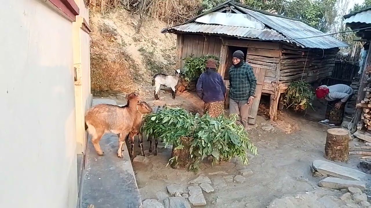 Mountain Life Himalayas 