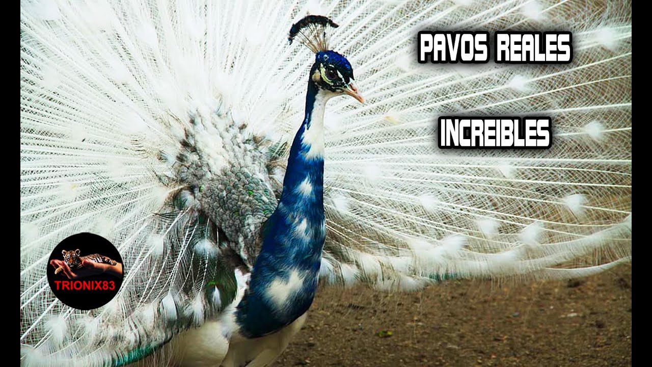 PAVOS REALES MAS BONITOS DEL MUNDO – Pavos reales mas hermosos del mundo – Especies de pavos reales