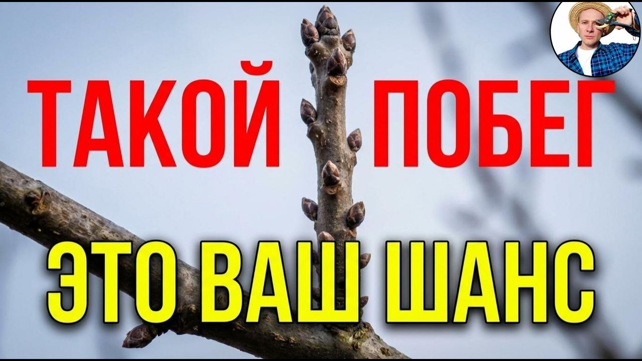 Обрезка сада весной: вертикальный побег — ЭТО ВАШ ШАНС увеличить урожайность!