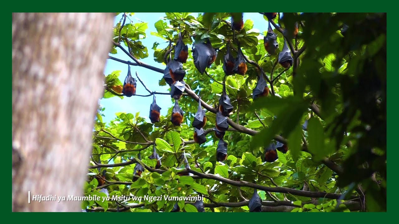 🔴#TSC: EXPLORE THE NGEZI VUMAWIMBI FOREST NATURE RESERVE (SWAHILI) | PEMBA ISLAND