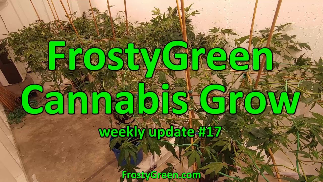 Cannabis Grow weekly #17 - Frosty Green