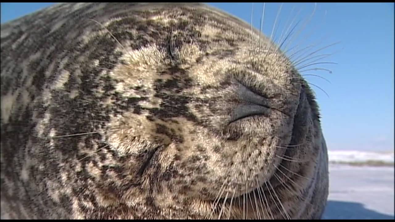 Seal's dancing　　ゼニガタアザラシの ダンス