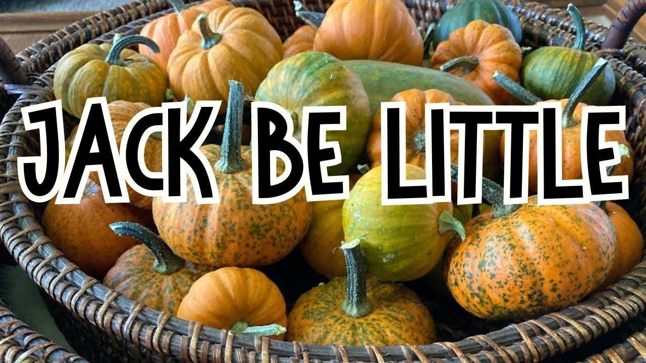 Выращивание тыквы, опыление, сбор урожая, обзор МИНИ-тыквы Jack Be Little в МАЛЕНЬКОМ САДУ.