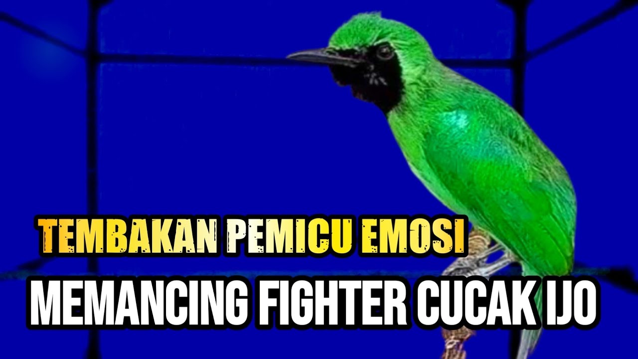 BIKIN EMOSI !! CUCAK IJO GACOR FULL KASAR COCOK BUAT MENAIKKAN EMOSI IJO LAWAN AGAR CEPAT ON JAMTROK