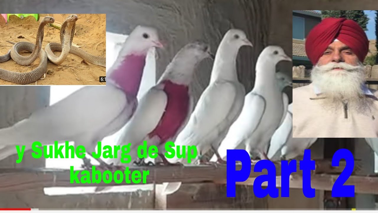 ਸੁੱਖਾ ਜਰਗ..ਗੋਲਾ ਨਿਜਾਮਪੁਰ ਦੇ ਕਬੂਤਰ..🐍🐍🐍PART 2