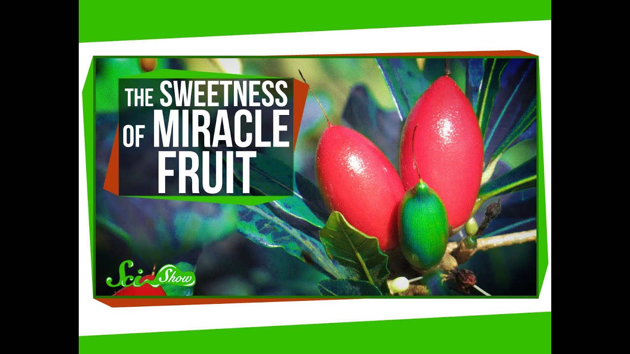 Miracle Fruit: How to Trick Your Taste Buds