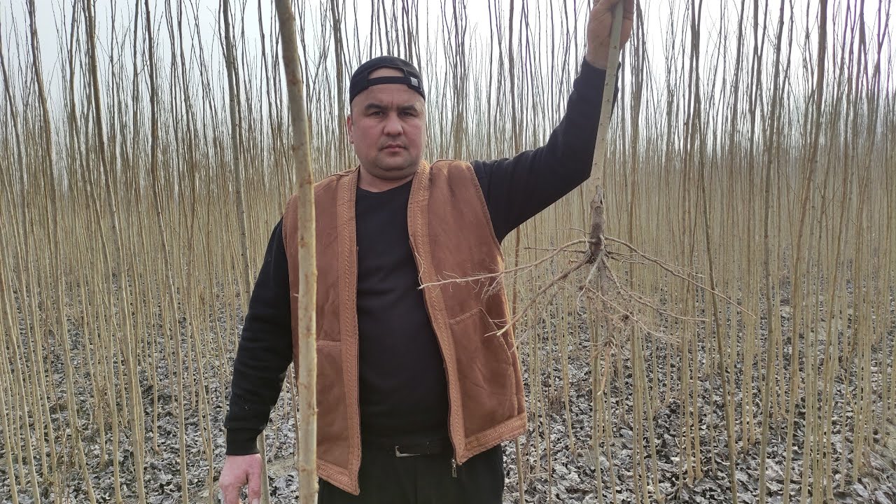 4 метрли УЗБЕКИСТОН тераклари сотилади.Маргилонда.