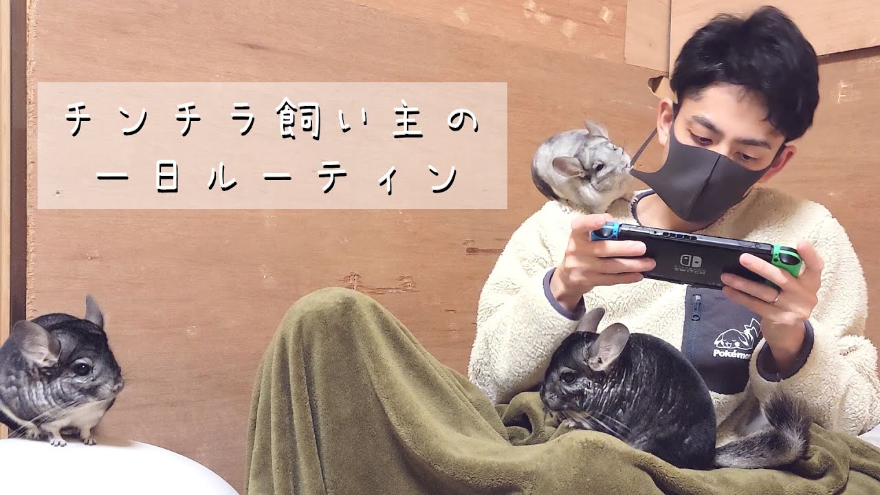 チンチラと暮らす一日ルーティン【チンチラの飼い方】