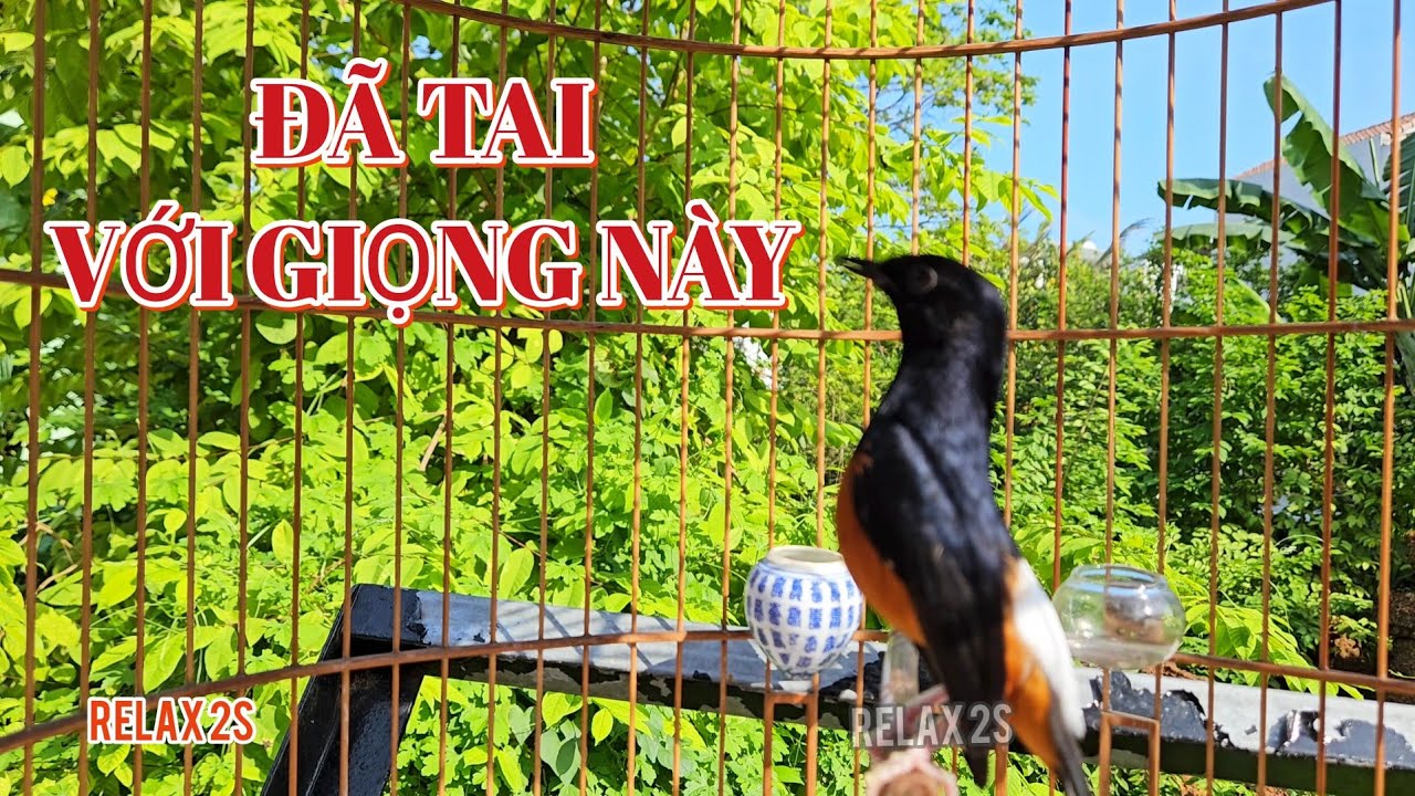 Ch&ograve;e lửa h&oacute;t nhiều giọng hay luyện chim non chim chuyền #choeluahotgiongrung #muraibatu