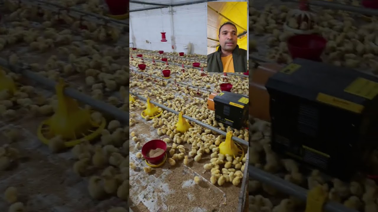 Day 1 EC Poultry Farm Management on Winter Season 10,000 Bird Brooding by Gas Brooder and Diesel Br