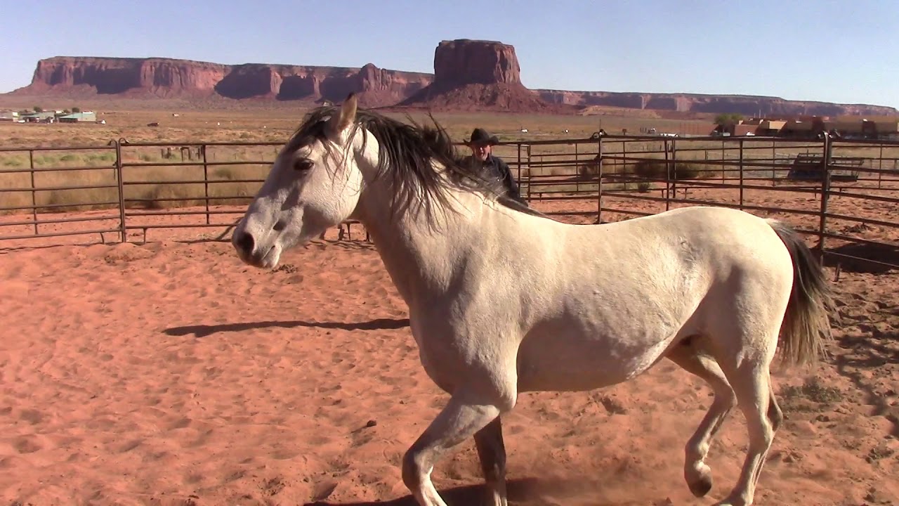 Wild Mustang Training Silver Day 1