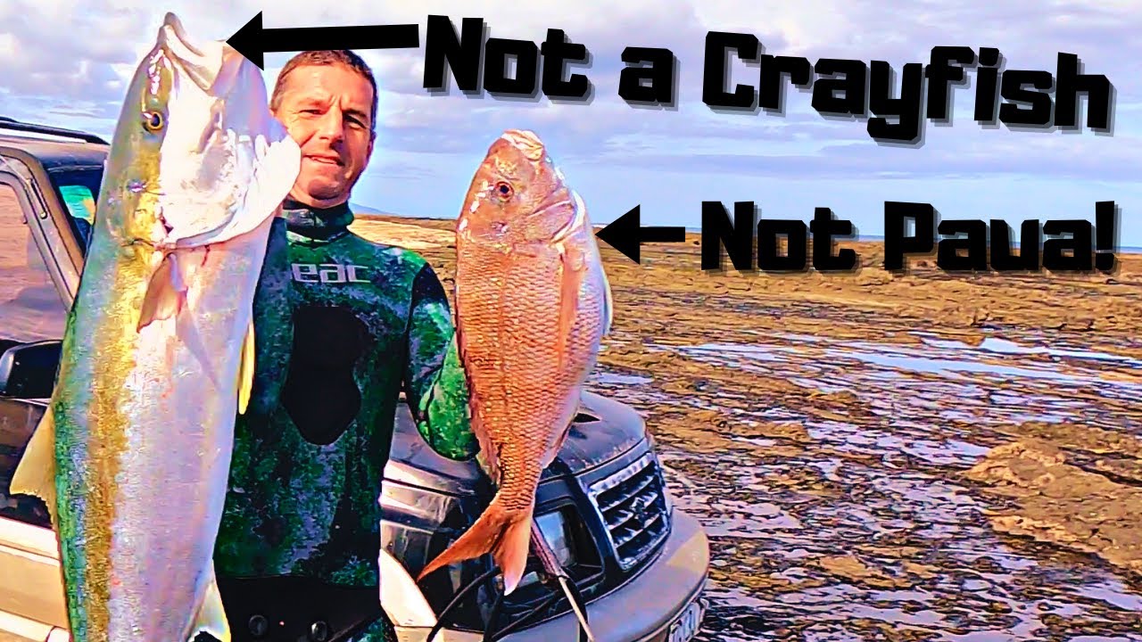 We came for Crayfish and Paua but went home with Kingfish and Snapper! West coast spearfishing!