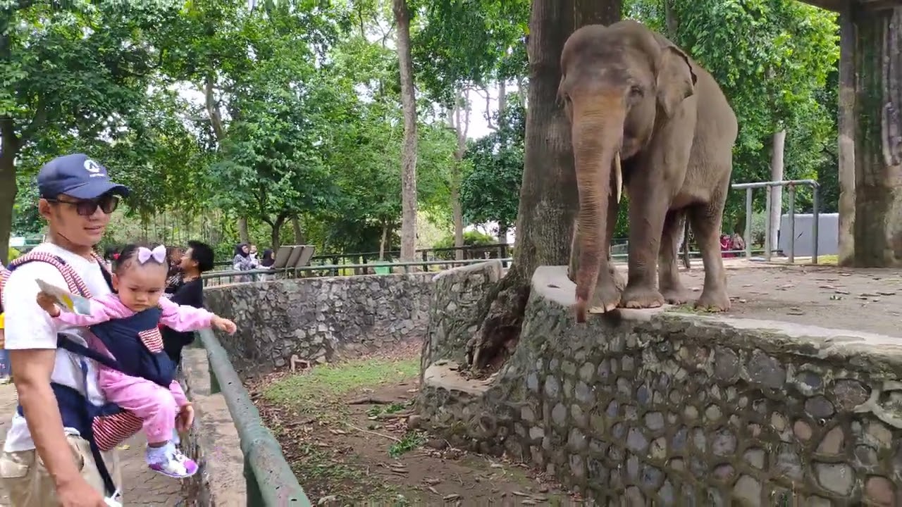 menyapa gajah Sumatera kebun binatang ragunan
