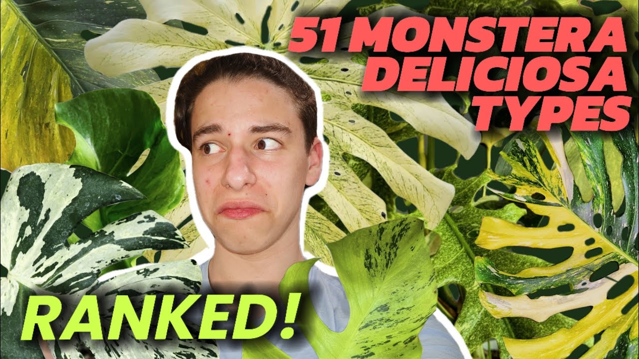 TIER RANKING EVERY MONSTERA DELICIOSA TYPE I CAN FIND! | (jk, there is way too many :D)