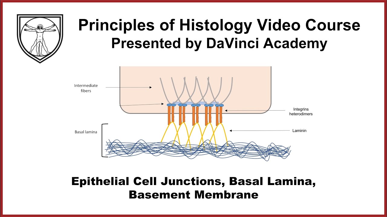 Epithelial Cell Junctions, Basal Lamina, Basement Membrane [Epithelium 2 of 7]
