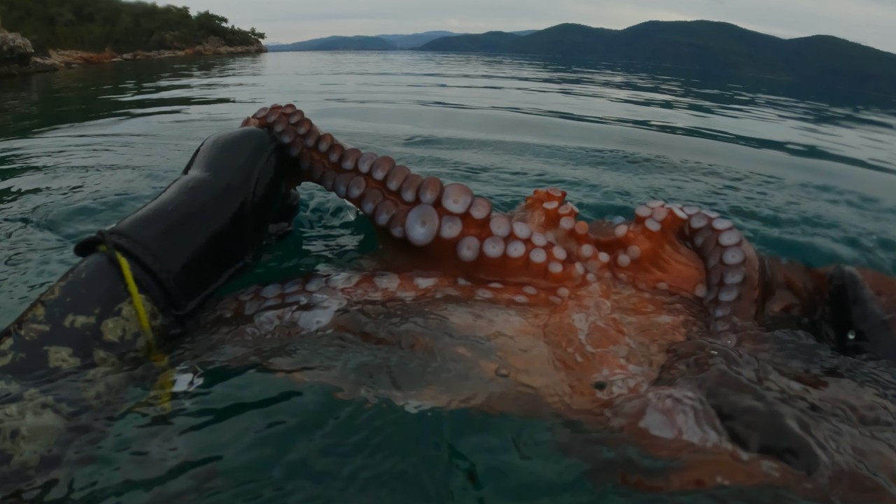 One Breath.One Octopus. | Mediterranean Freediving