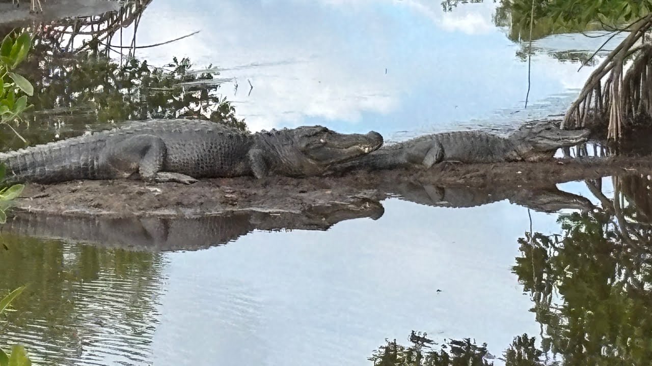 I Explored Florida's Wildest Coast Ten Thousand Islands Adventure