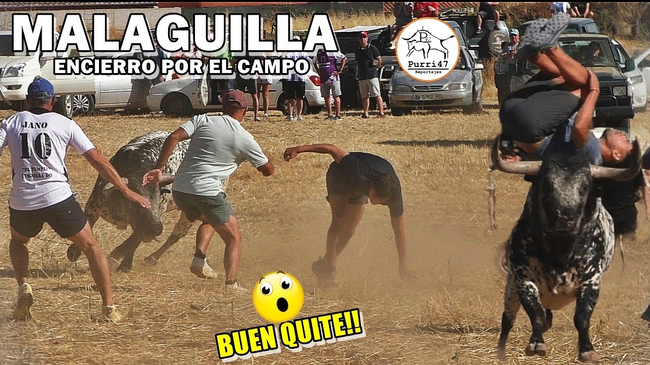 👀🚨SUSTO!! ENCIERRO POR EL CAMPO 🌾  MALAGUILLA💥PRECIOSO TORO!! 💎2025🙌