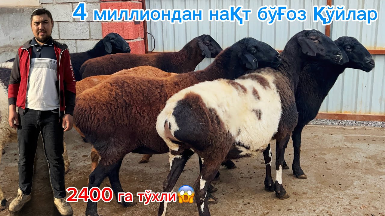 2400 дан тўхли 🔥3600 га бўғоз қўйлар💵Отабек арзончида