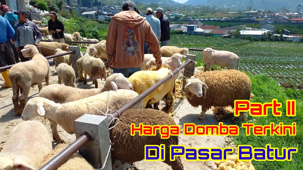 Review Harga Domba Pasar Batur Part II, Makin Banyak Info Harganya