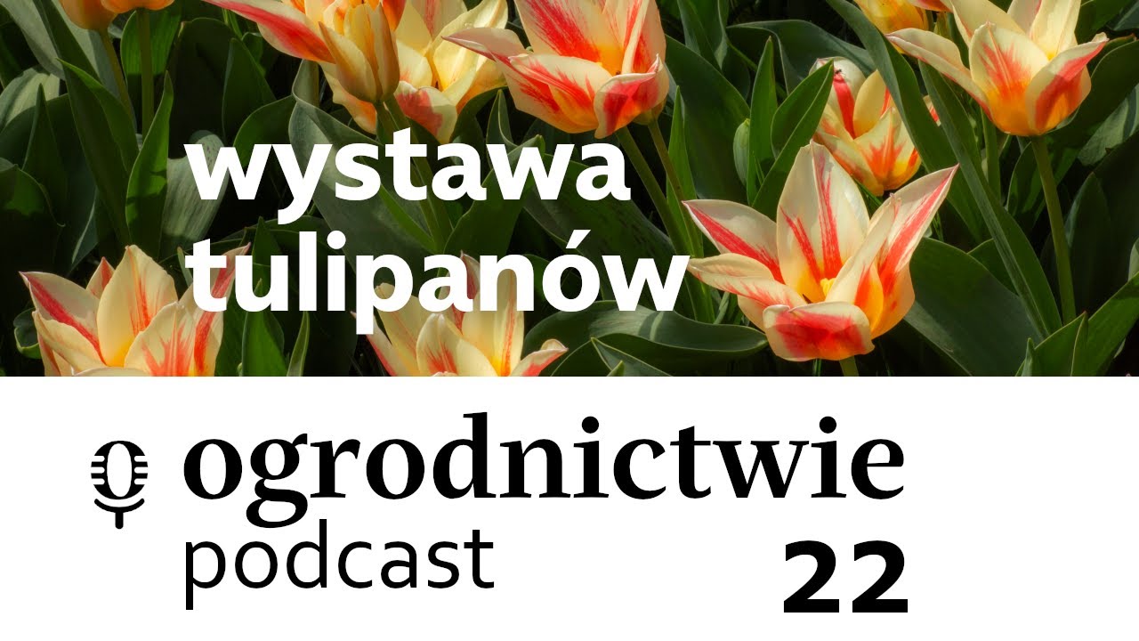 #022 wystawa tulipanów - o ogrodnictwie