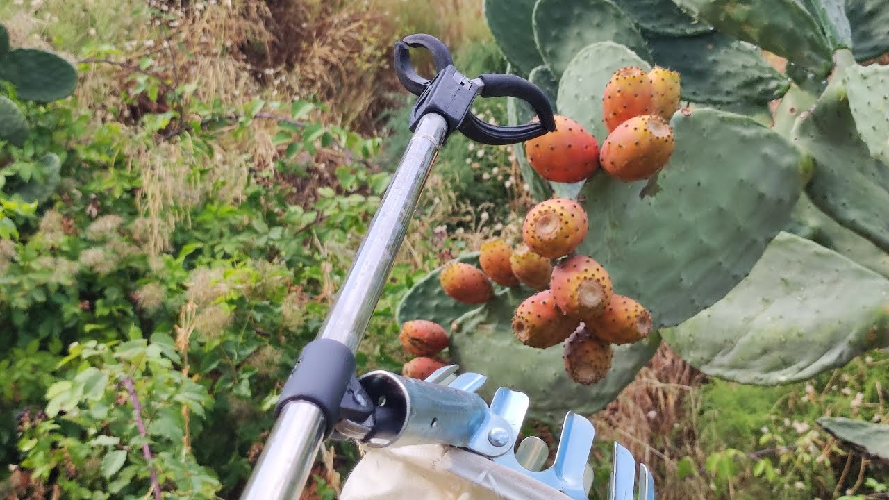 il raccogli frutta appropriato