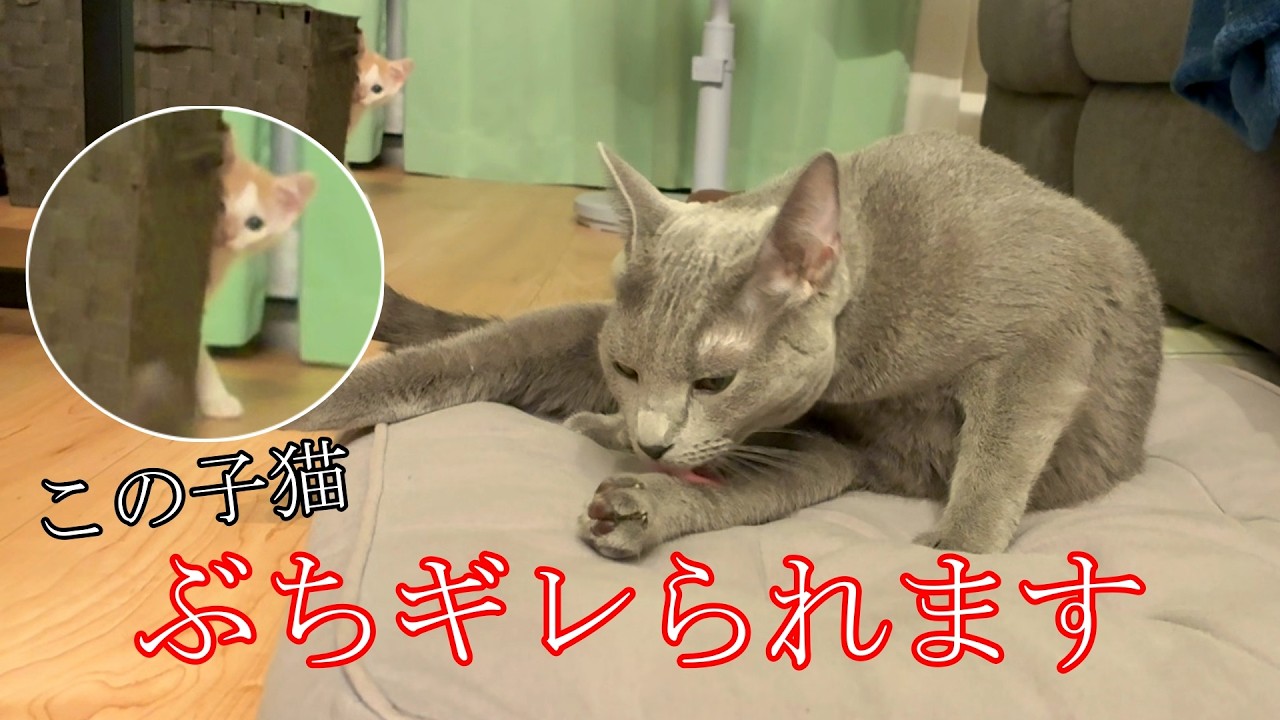 怒られてカーテンに隠れる子猫が自業自得すぎたｗ