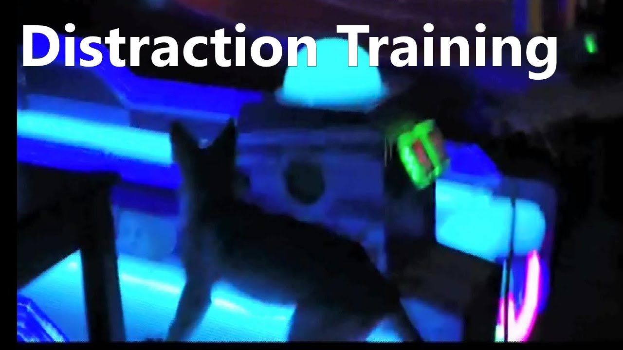 Police Dog Training - Puppy Learning to Ignore Distractions