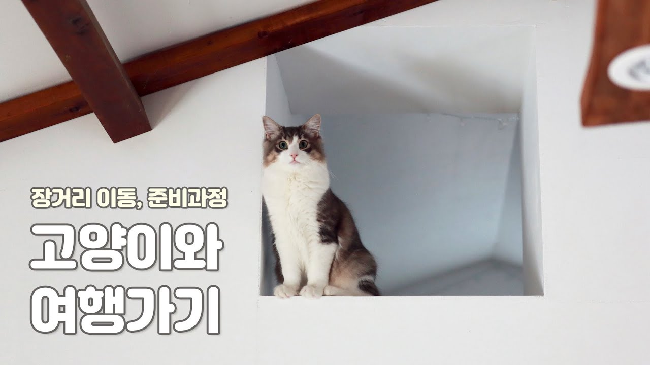 고양이와 여행 가능할까? 고양이와 제주한달살기 다녀온 집사가 준비과정 및 후기 모두 공개합니다!