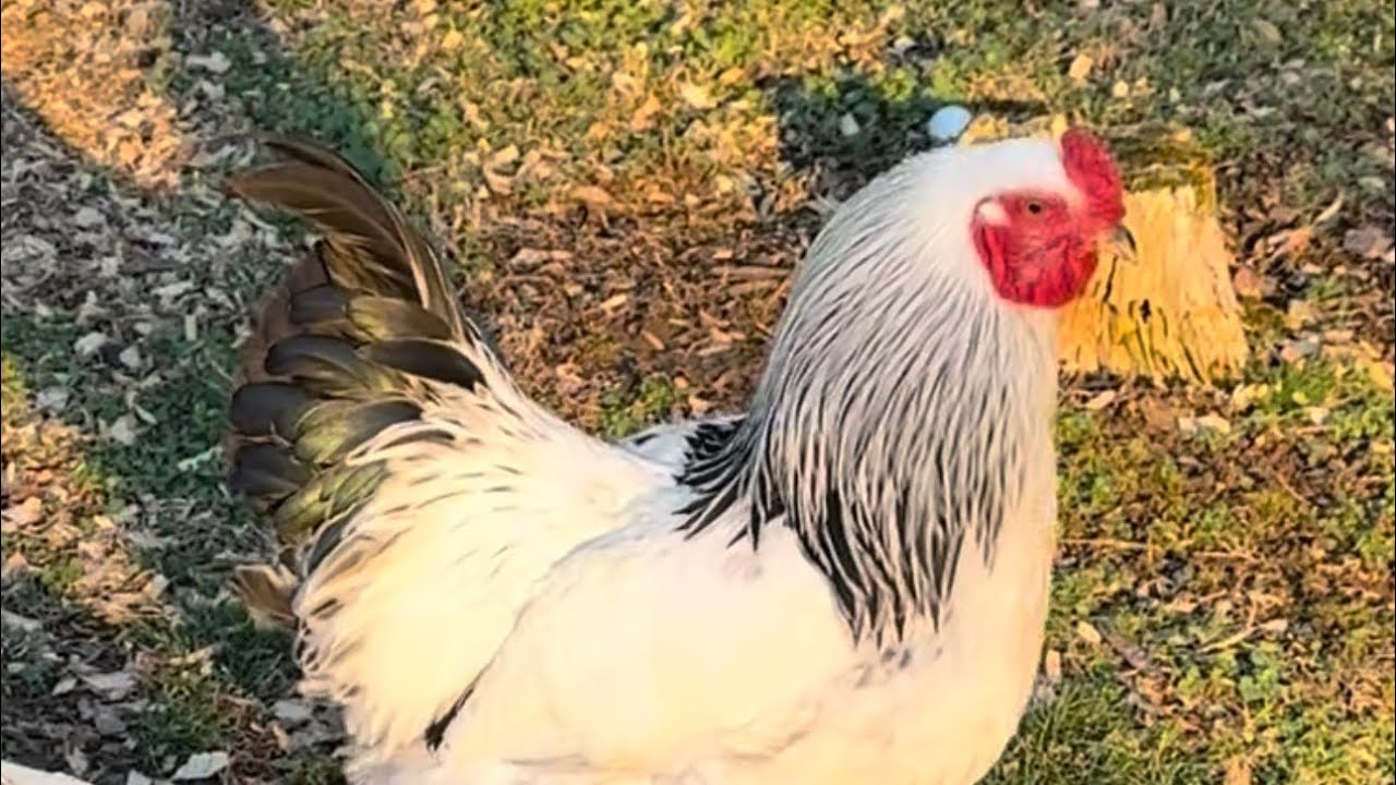 Gallinitas en su paseo ￼de la tarde