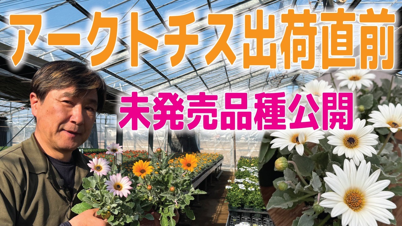 26年出荷前のアークトチス、最新品種の紹介と販売について