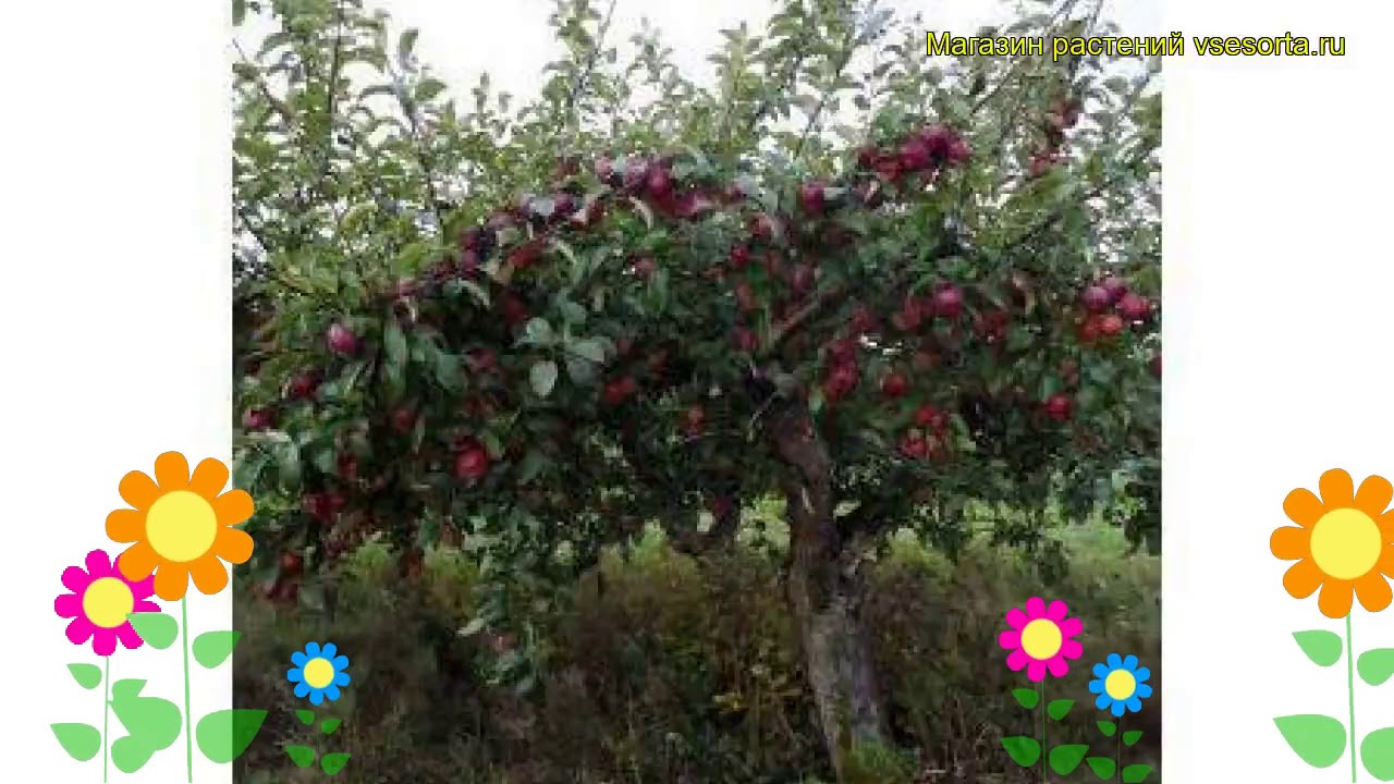 Яблоня домашняя Малинова Оберландзка. Краткий обзор, описание malus domestica Malinowa Oberlandzka