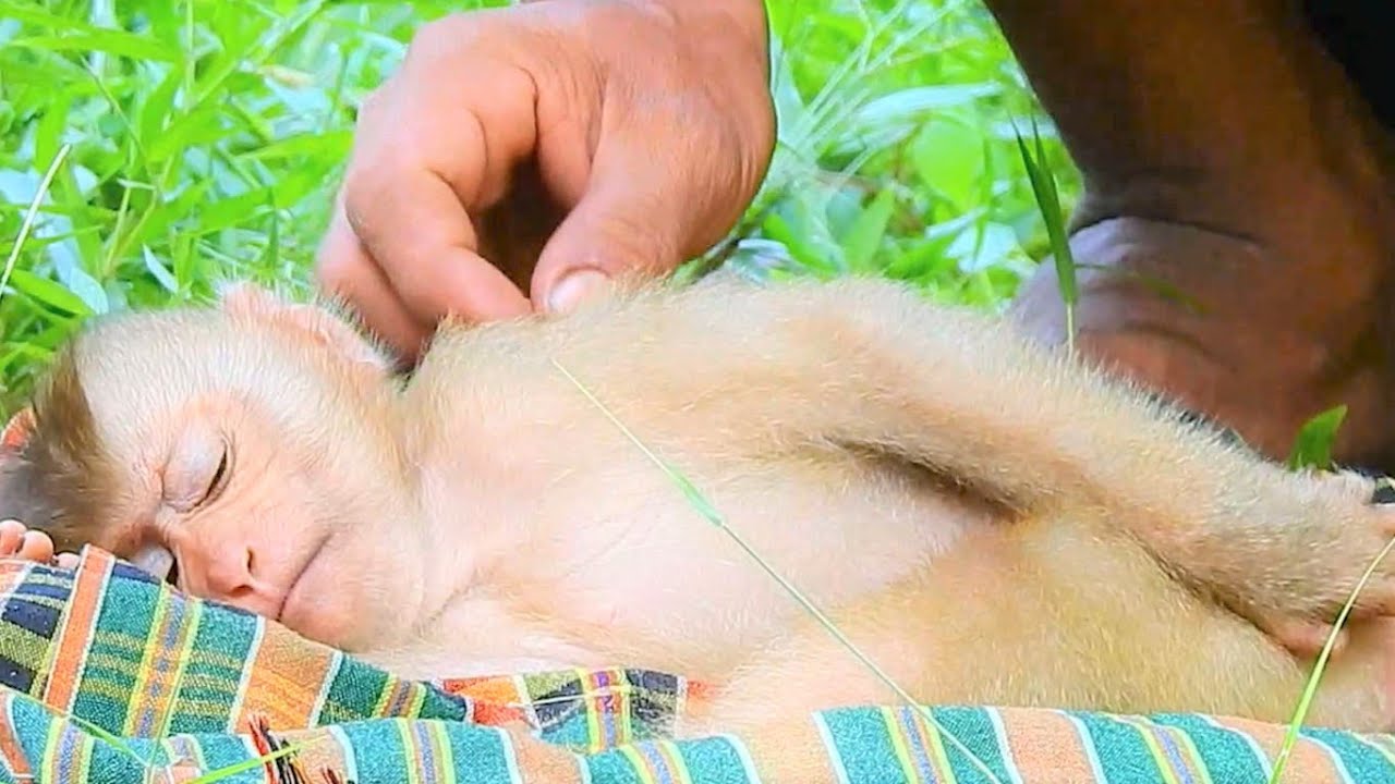 So Sweet!Abandoned Monkey Sovana Comfort When Mr LIn Nurse & Care Her|Rolex Want Make Friend Sovana