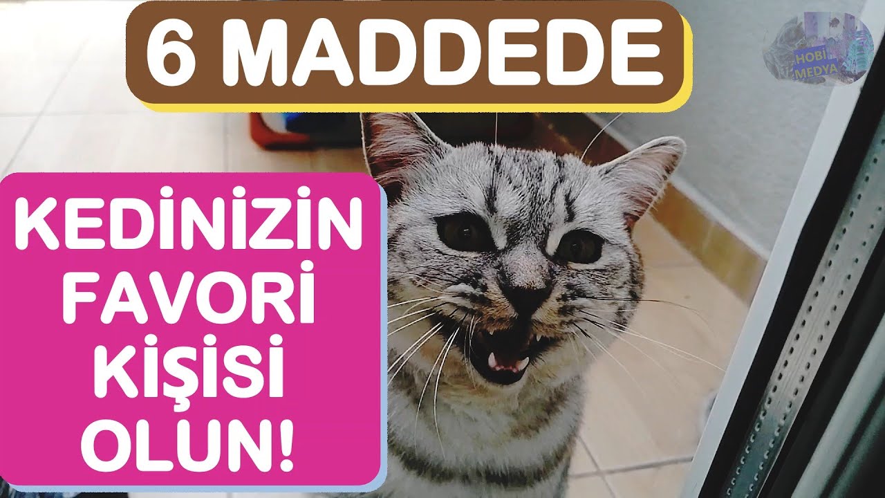 Kediler Hangi İnsanlara Giderler? - Evde Kimi Sahibi Olarak Görür?