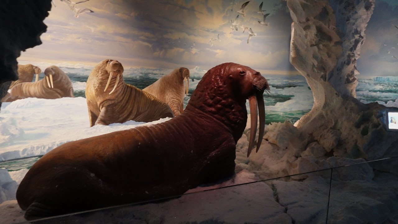 Exploring Wonders Of Wildlife National Museum | Cool Taxidermy Animals & Cool Live Penguin Exhibit