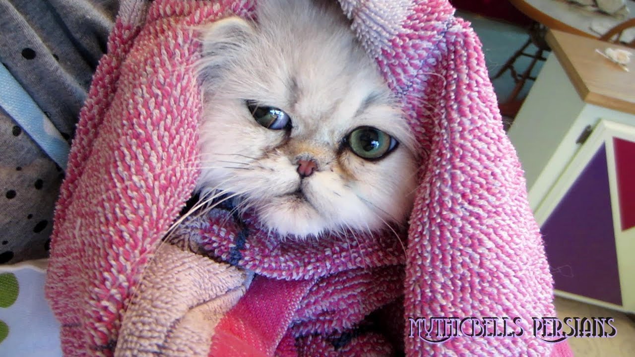 13 11 06 Persian kitten, Nomad, gets a bath