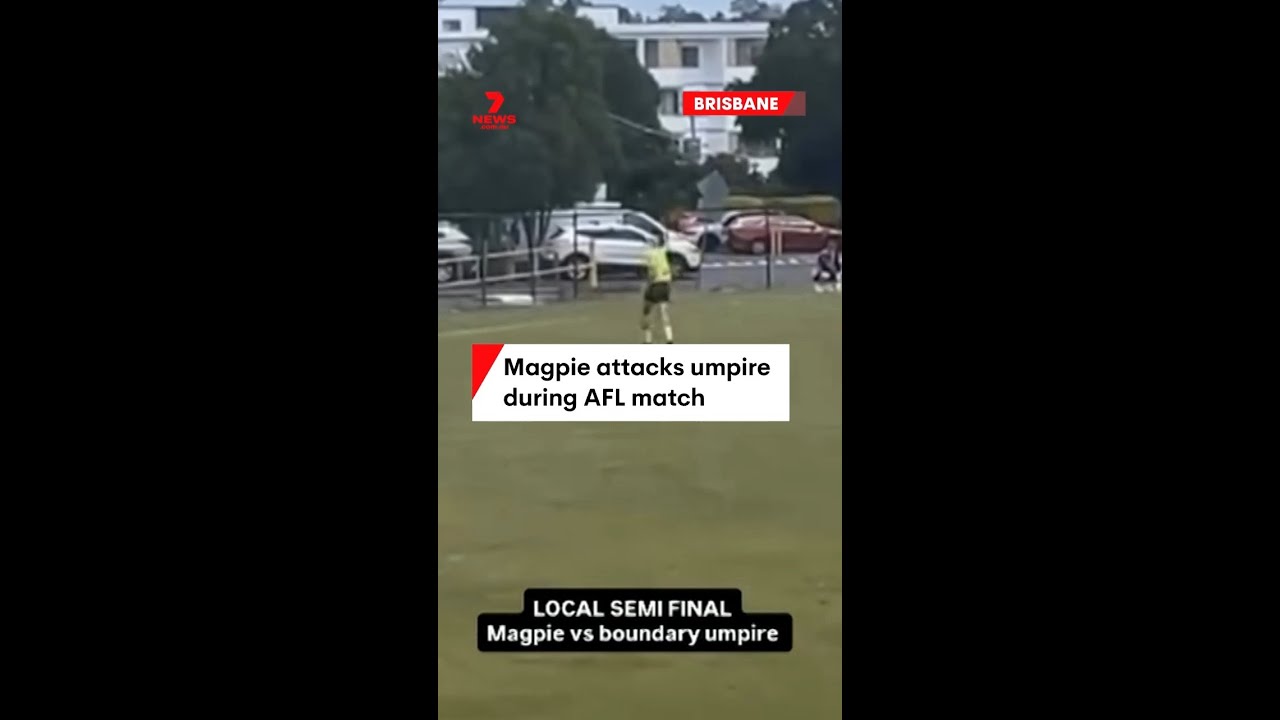 Magpie attacks umpire during AFL match