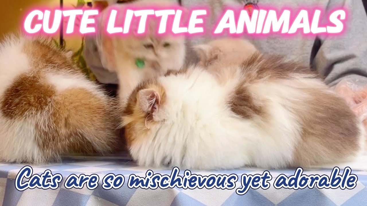 cute little animals | That group of cute little cats, how adorable they are......