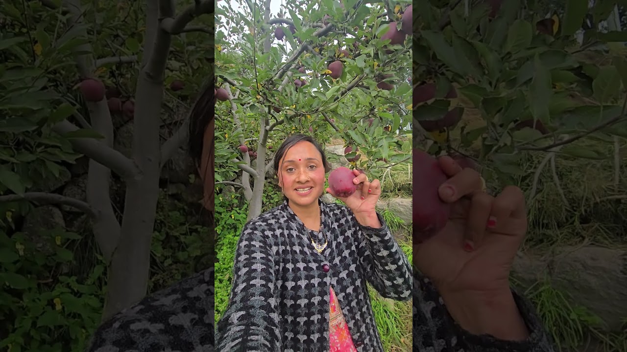 sangla valley  Apple 🍎  5 kg #sangla #shortsvideo