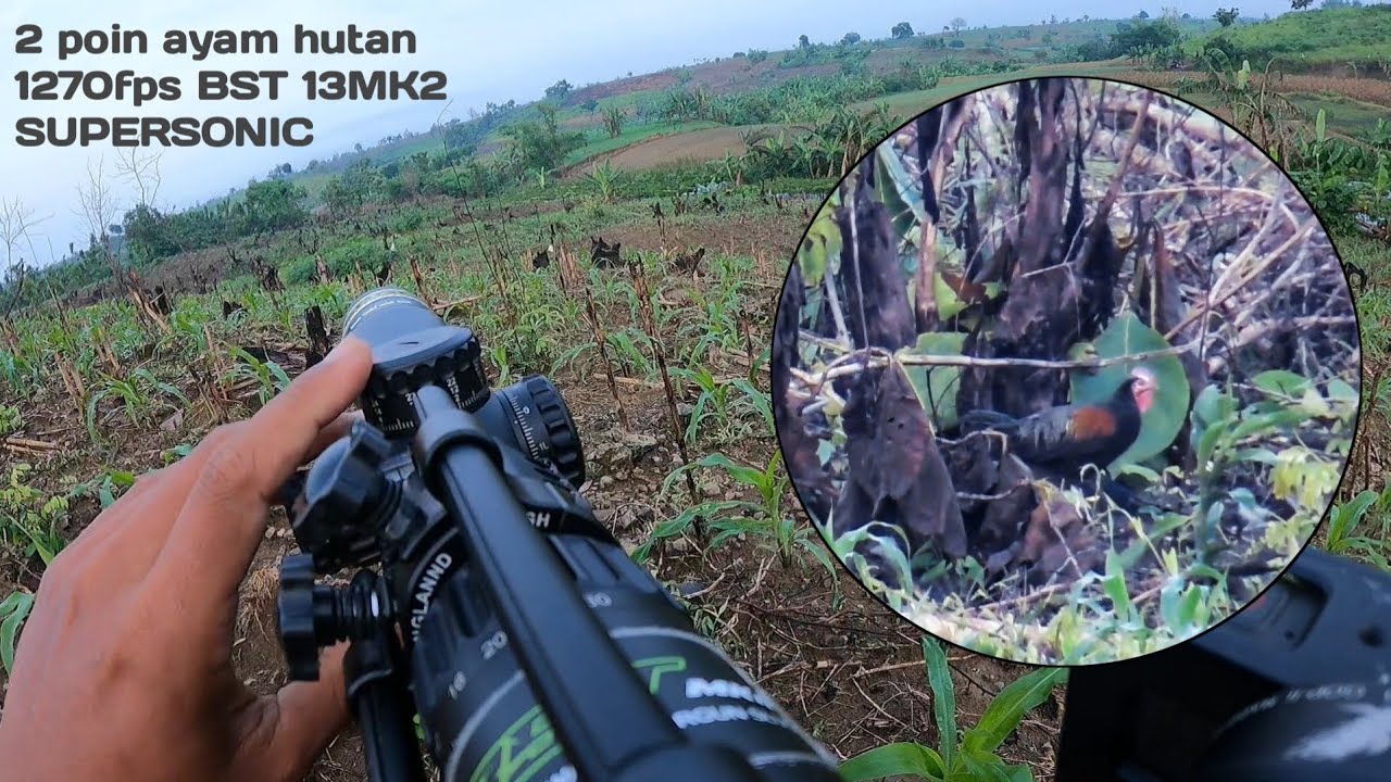 Berburu ayam hutan‼️ini gubuk spesial target pada nyamperin 🤣 supersonic BST slugs