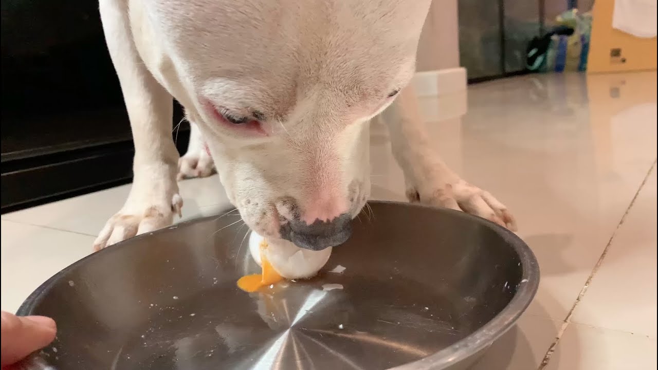 nomyen the Pit Bull 1st time eats 🦆🥚Duck Egg combo [ASMR] RAW | MUKBANG 犬が生の肉を食べる 개는 날 음식을 먹는다 4K
