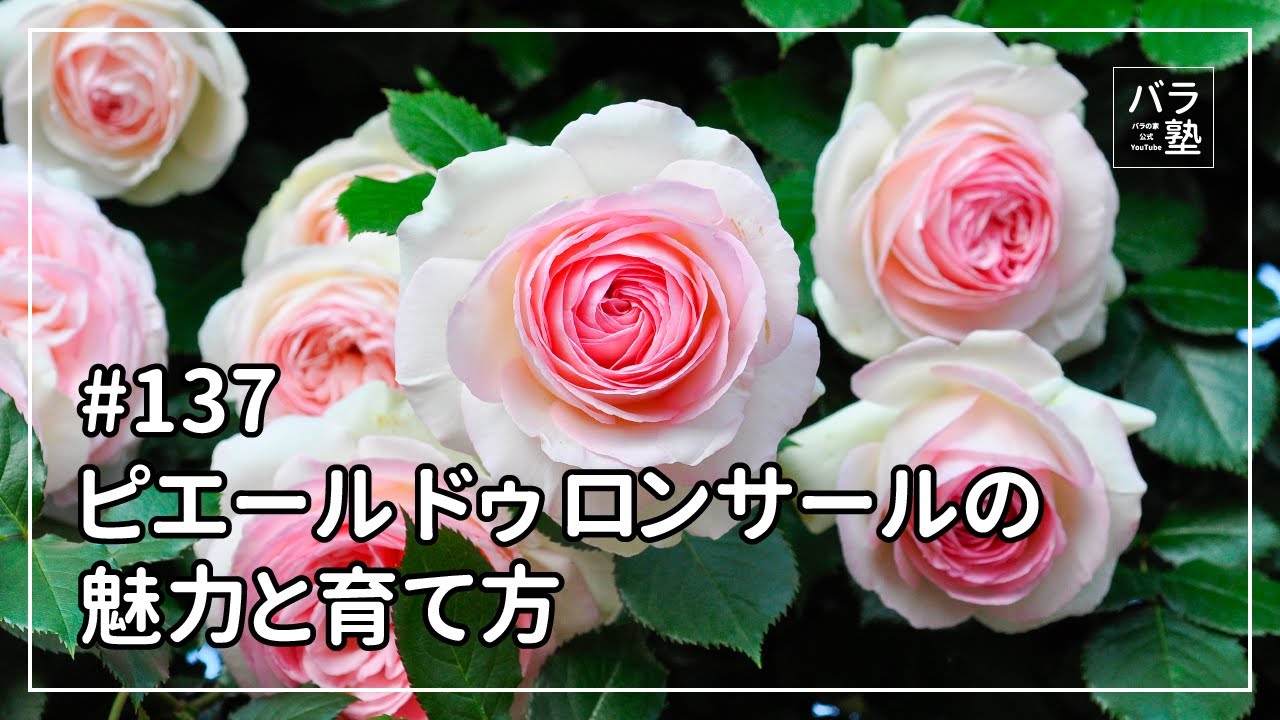 #137 ピエールドゥロンサールの魅力と育て方