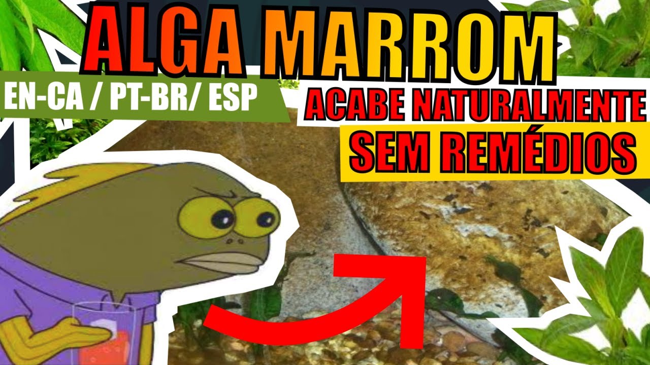 🔴ALGA MARROM: COMO TRATAR, PREVENIR E CAUSAS DENTRO DO AQUÁRIO |Mr. Betta|