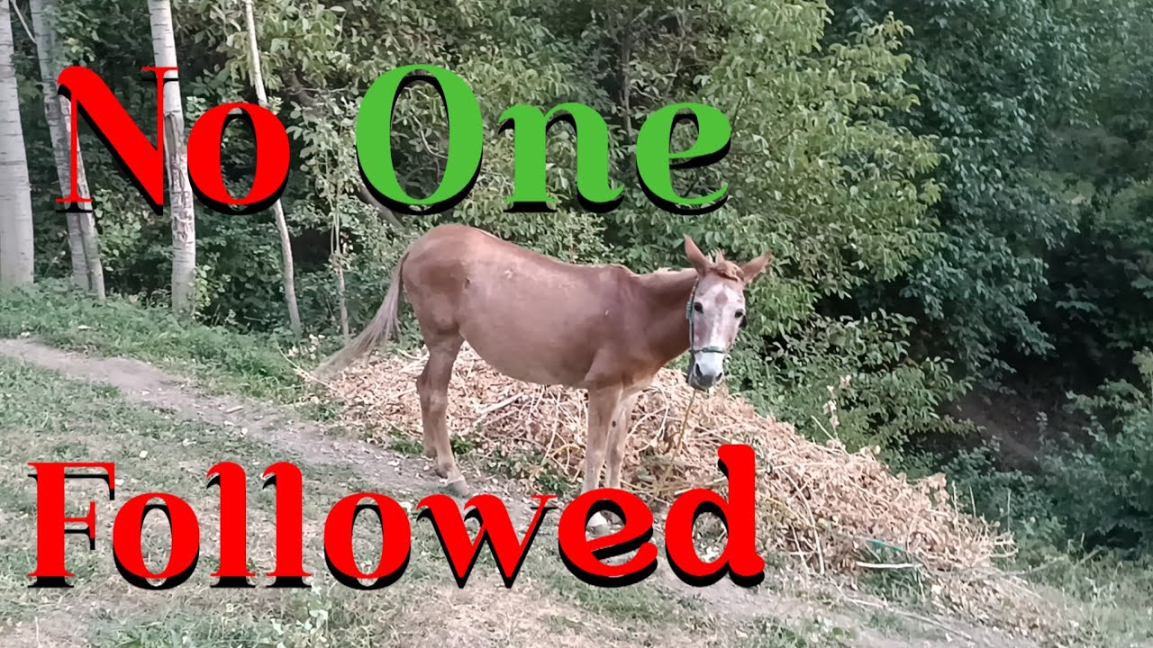 When the horse entered the forest alone, no one followed—but nature listened.