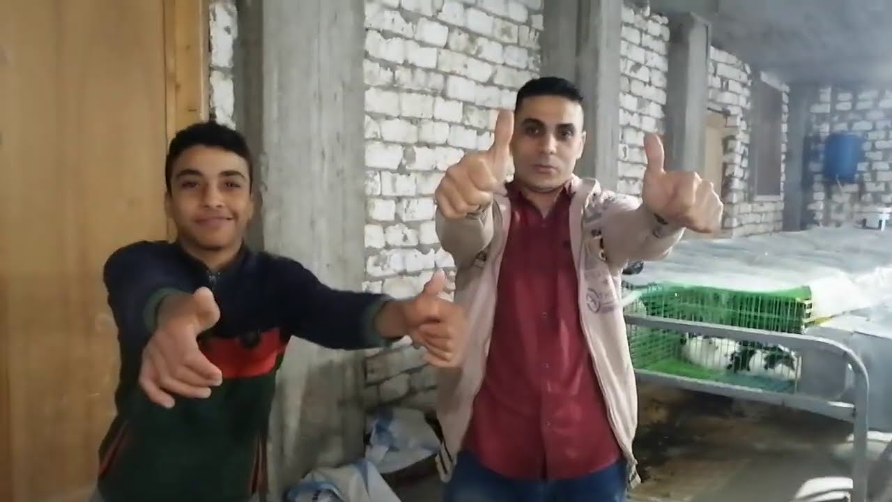 تلقيح الارانب/ القح الأرانبه بعد كام يوم من الولاده عملى