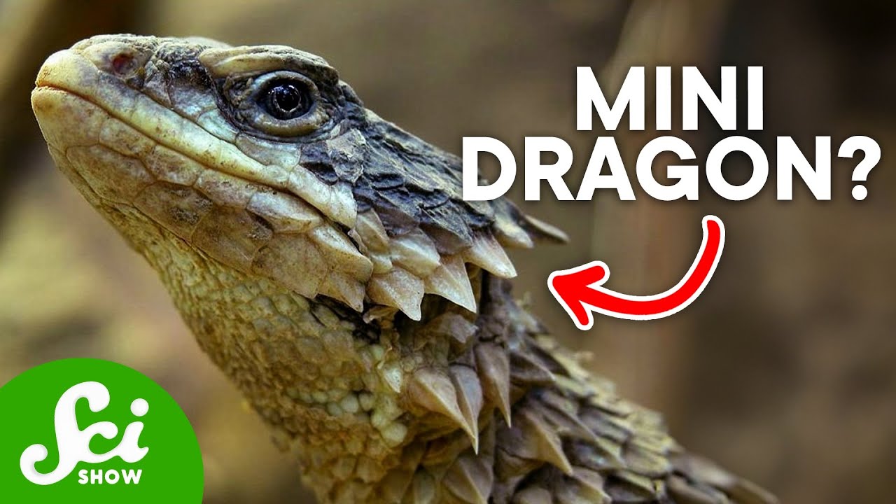 10 Hilarious Scientific Names You Have to Hear to Believe