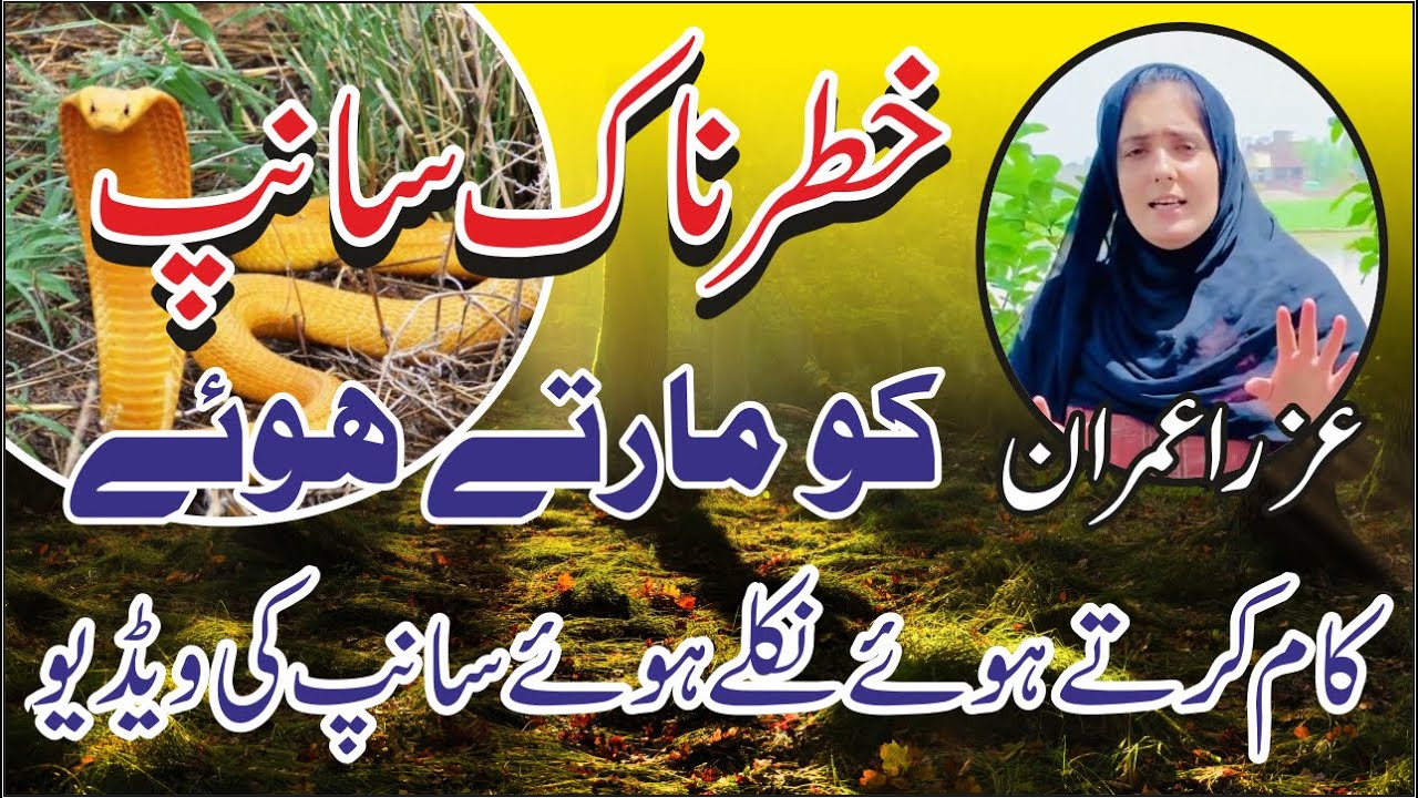 Sanp k sath mukabla (achanak nilke huwe sanp ko mara) || Azra Imran #azraimran #villages #snake