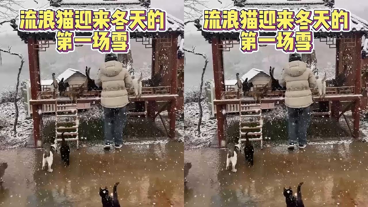 院里的猫猫大多都是第一次见到冬天的雪 #流浪猫 #我和流浪猫的故事