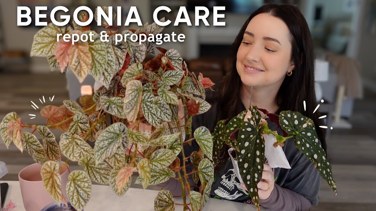 Repotting and Propagating Begonias | Featuring My Pink Maculata 🌸